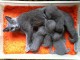 Chartreux nés le 18.11.2013 à réserver 3 mâles et 3 femelles