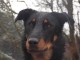 CHIOTS BEAUCERON LOF A RESERVER