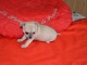 Magnifique chiot type chihuahua (femelle)