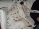 beau dalmatien de 1 an 