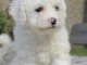 Adorable chiot de types bichon frise male et femelle disponible.