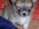 Magnifique femelle type chihuahua poil long non lof 