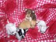 Chihuahua miniature poil court