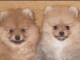 beaux chiots pomeranian