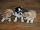 Superbes Chiots Chihuahua Pure Race Poils courts