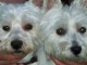 RECHERCHE WESTIE CESAR A ADOPTER