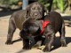 CHIOTS TYPE LABRADOR RETRIEVER CHOCOLAT