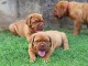 CHIOTS DOGUE DE BORDEAUX