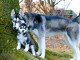 CHIOTS HUSKY SIBERIEN