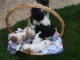 5 jolie femelle cavalier king charles 