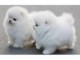 Adorables chiots race spitz nain