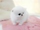 Adorables chiots race spitz nain 