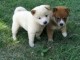 Chiots De Type shiba Inu 