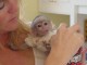 singes capucins belle vue de son adoption