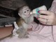 Adorable singe capucin femelle