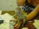 singes capucins belle vue de son adoption