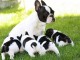 Adorables bébés bulldog français disponibles