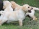 Jolie portée de Chiots Labrador Pour Adoption.