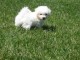 a donner Chiots Bichons Maltais