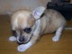 Adorables chiots Type CHIHUAHUA car non LOF