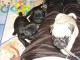 cinq adorables chiots carlin non lof