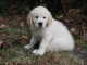      Donne adorables golden retriever Femelle de 3 mois.  