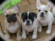 Adorables type bouledogue français à donner contre bon soins