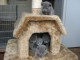 Adonner  Magnifique chatons Chartreux 