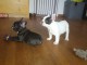 Chiots bouledogue francais a donner