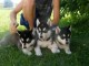 Magnifiques chiots husky de siberien