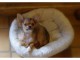 superbe chiot chihuahua poi long couleur rare