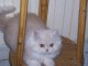Magnifique chaton de type persans femelle longs poils