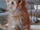 chatons type maine coon non loof 