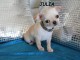  Magnifique chiot Chihuahua  Femelle a donner