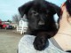 Chiot berger allemand de 8 semaines AKC - $ 900