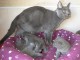 chatons de type chartreux