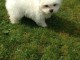 Bichon maltais lof cherche petite maltaise