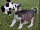 Chiots husky sibérien 