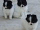 A donner magnifiques chiots spitz allemand