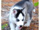 Magnifiques chiots husky de siberien