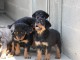 chiots rottweiller pure race pucés et vaccinés