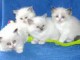 Magnifiques chatons de type Ragdoll