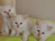 Chatons de race sacre de Birmanie lof 