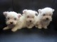 Chiots Bichon Maltais (non LOF)