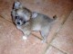 Chiot femelle type chihuahua poil long non lof