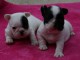 chiot bouledogue francais