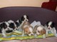  5 Chiots Cavalier King Charles pour adoption 