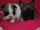 Chiots Bouledogue Francais déjà disponibles pour adoption