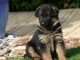 chiot de type berger allemand