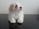  adorables chiots femelle de type bichon maltais